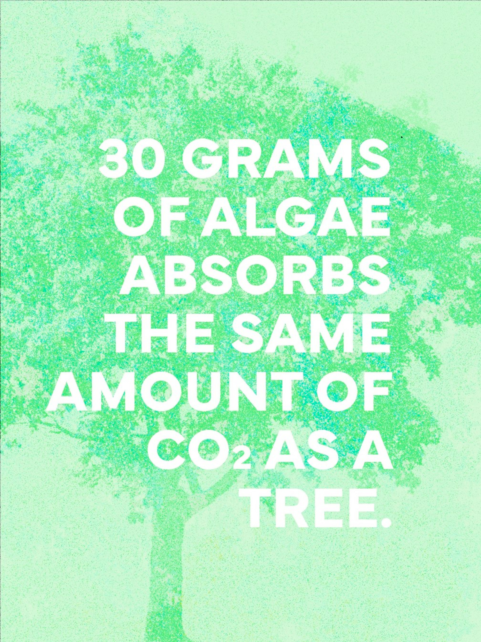 "30 grams of algae absorbs the same amount of CO2 as a tree" with a tree graphic layered behind