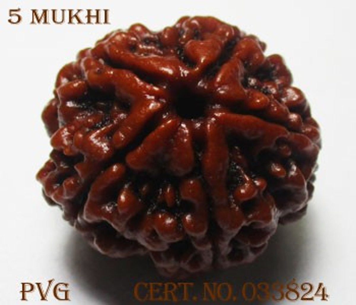 Five Mukhi Rudraksha / 5 Mukhi Rudraksha