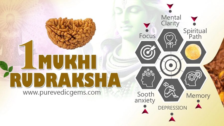 1 Mukhi Rudraksha Divine Seed of Above Consciousness and Spiritual Powers