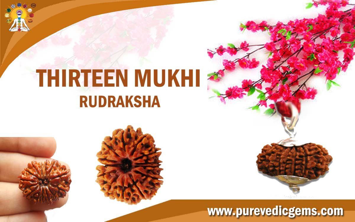 THIRTEEN MUKHI RUDRAKSHA (BLESSED BY LORD INDRA)