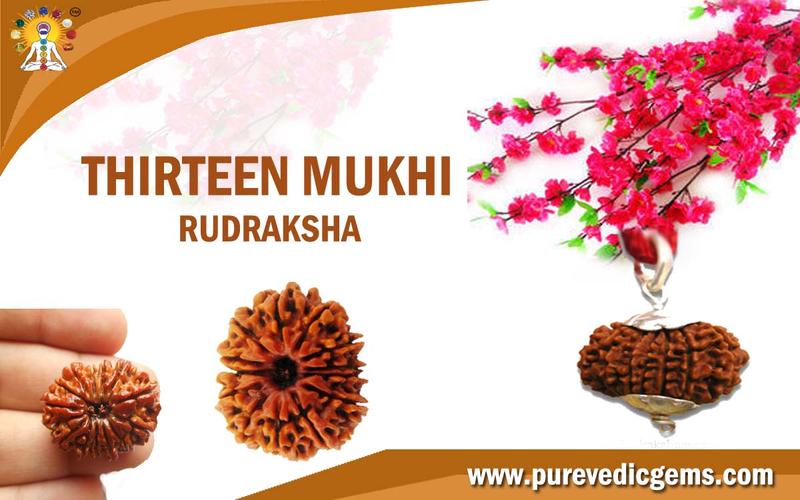 THIRTEEN MUKHI RUDRAKSHA (BLESSED BY LORD INDRA)