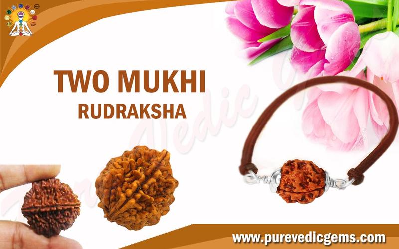 TWO MUKHI RUDRAKSHA RULING PLANET MOON