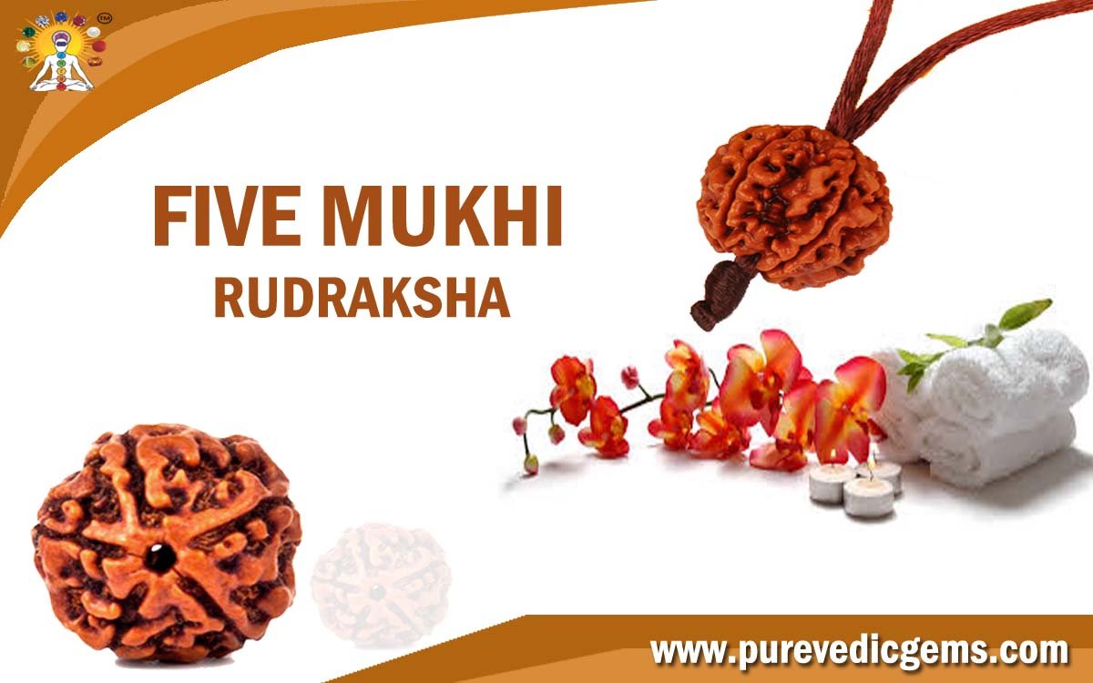 FIVE MUKHI RUDRAKSHA (RULING PLANET JUPITER)
