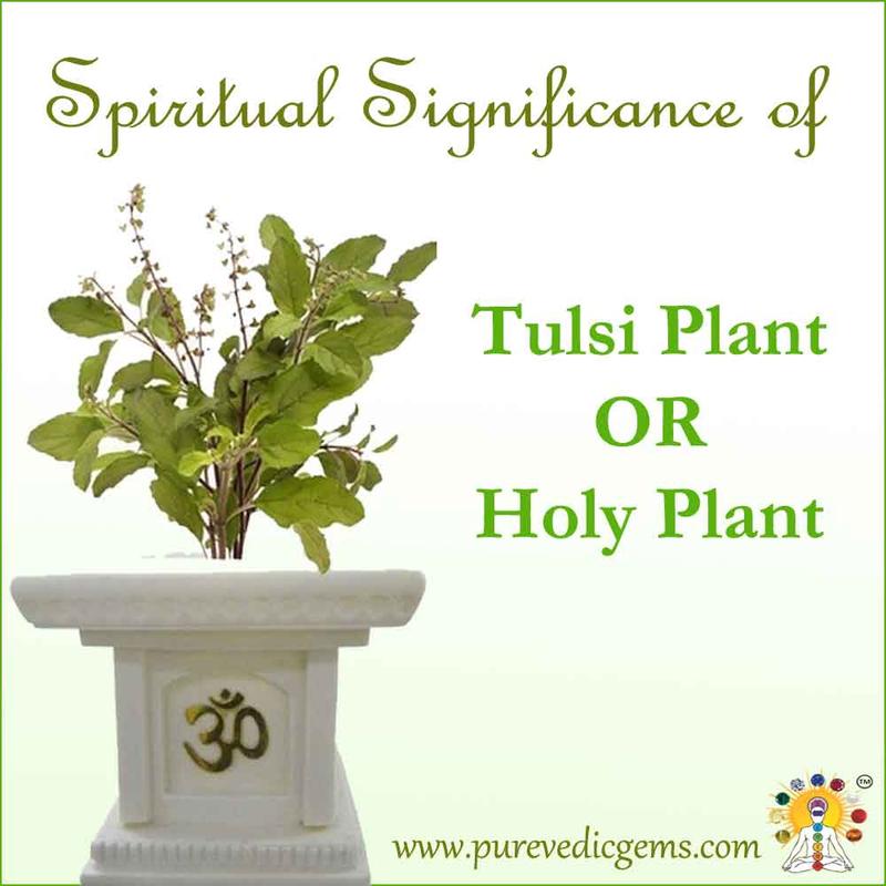 Spiritual Significance of Tulsi Plant/Holy Plant