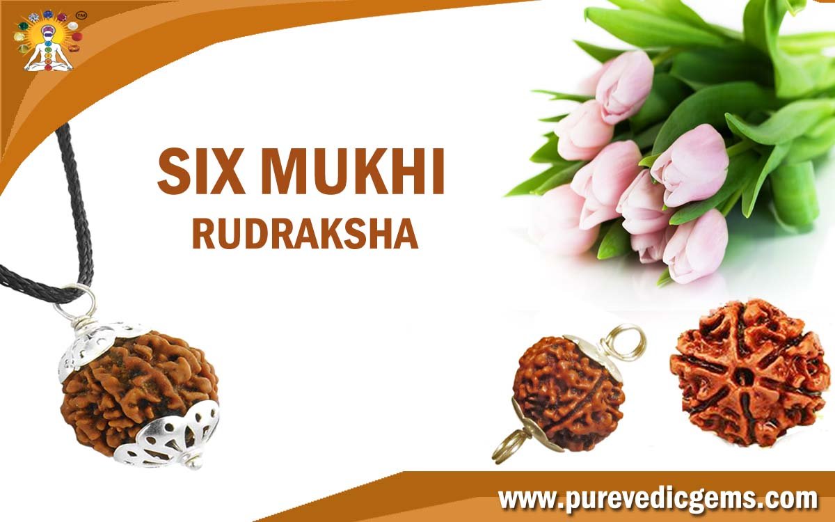 SIX MUKHI RUDRAKSHA (RULING PLANET VENUS)