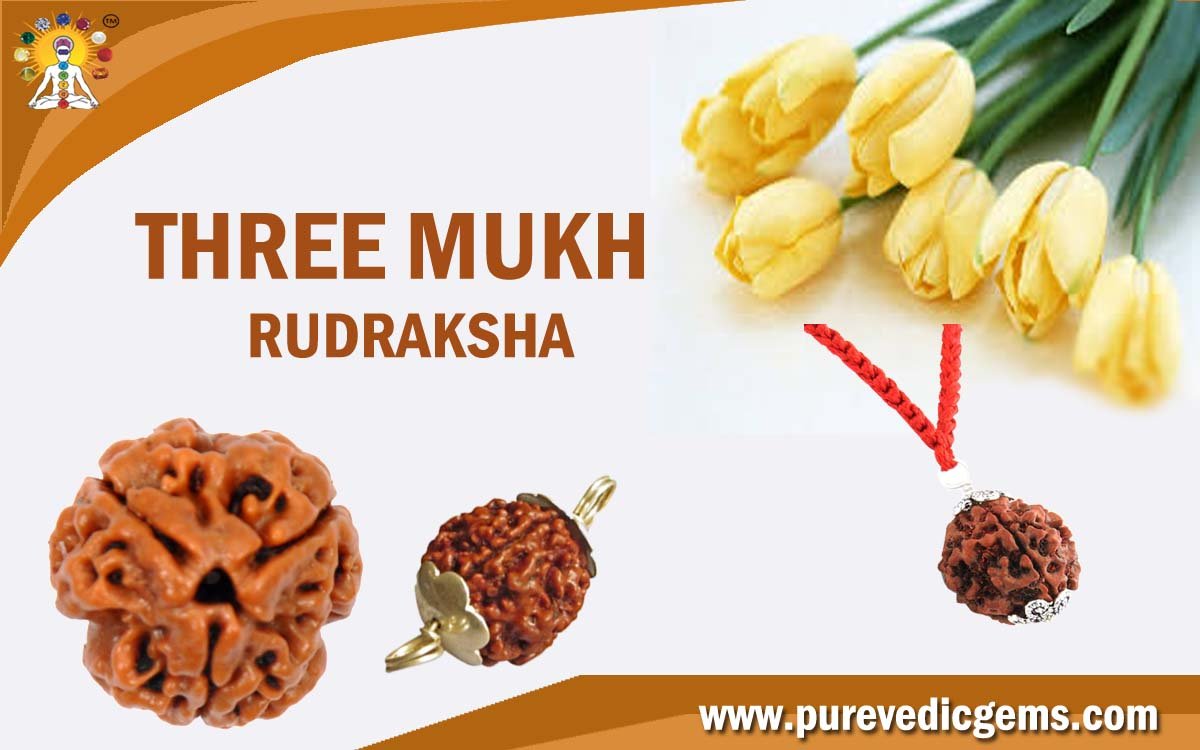 THREE MUKHI RUDRAKSHA RULING PLANET MARS