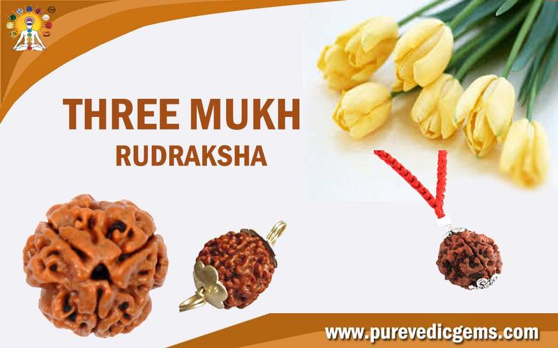THREE MUKHI RUDRAKSHA RULING PLANET MARS