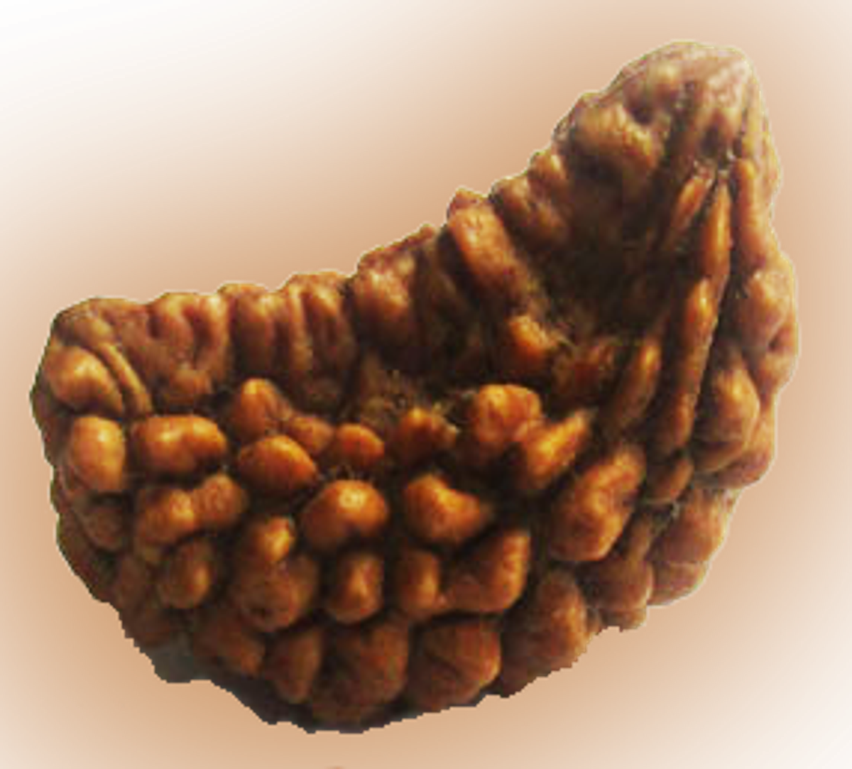 One Mukhi Rudraksha / 1 Mukhi Rudraksha