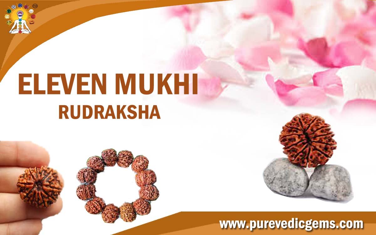 ELEVEN MUKHI RUDRAKSHA (BLESSED BY LORD HANUMAN)