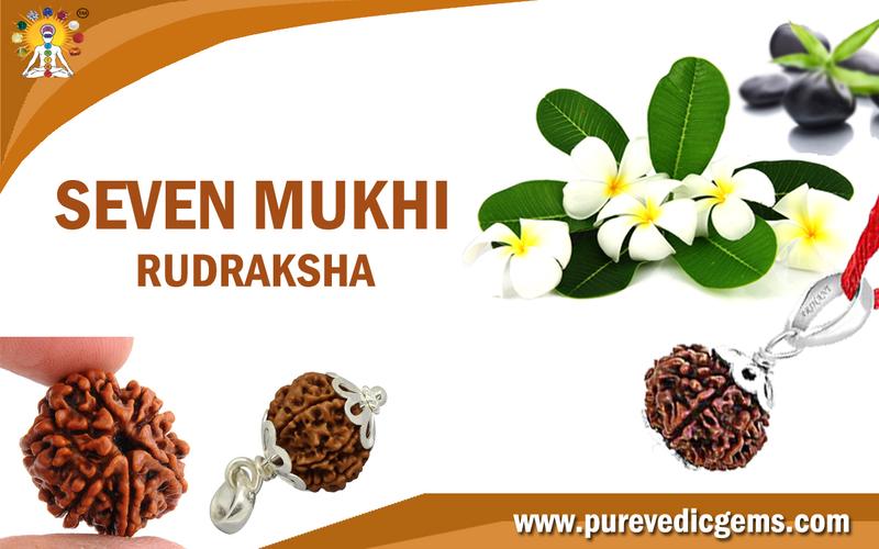 SEVEN MUKHI RUDRAKSHA (RULING PLANET SATURN)