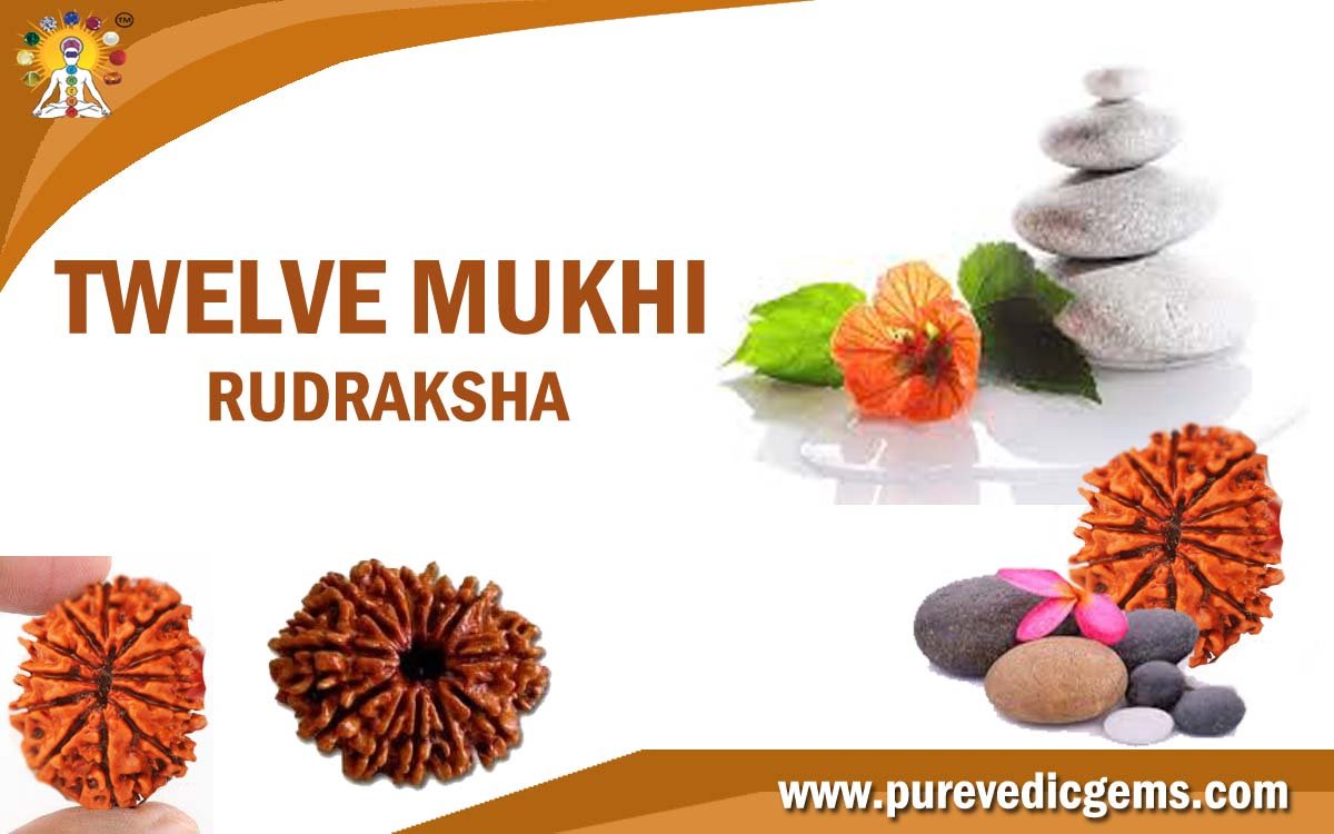 TWELVE MUKHI RUDRAKSHA (BLESSED BY LORD VISHNU)