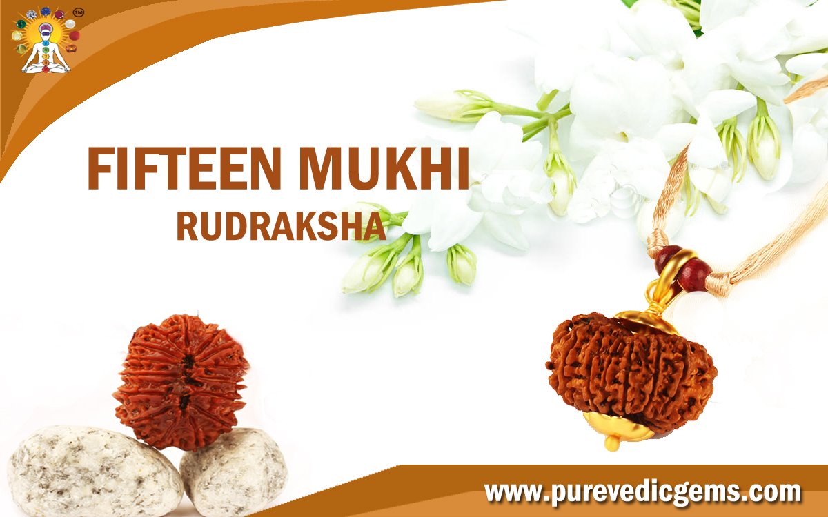 FIFTEEN MUKHI RUDRAKSHA (BLESSED BY LORD RAM)