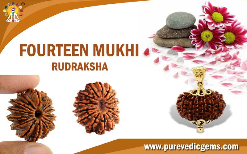 FOURTEEN MUKHI RUDRAKSHA (BLESSED BY LORD SHIVA)