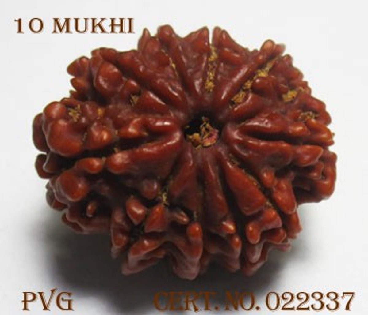 10 Mukhi Rudraksha / Benefits of Ten Mukhi Rudraksha
