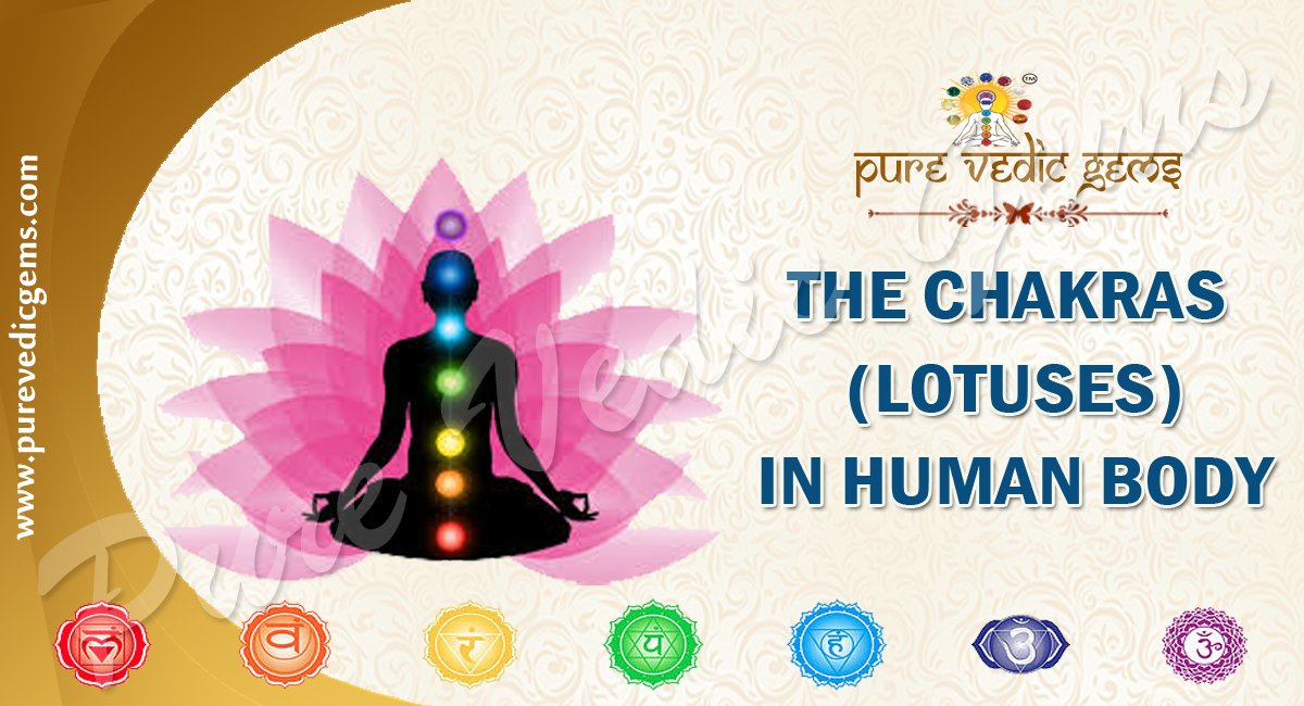 The Chakras