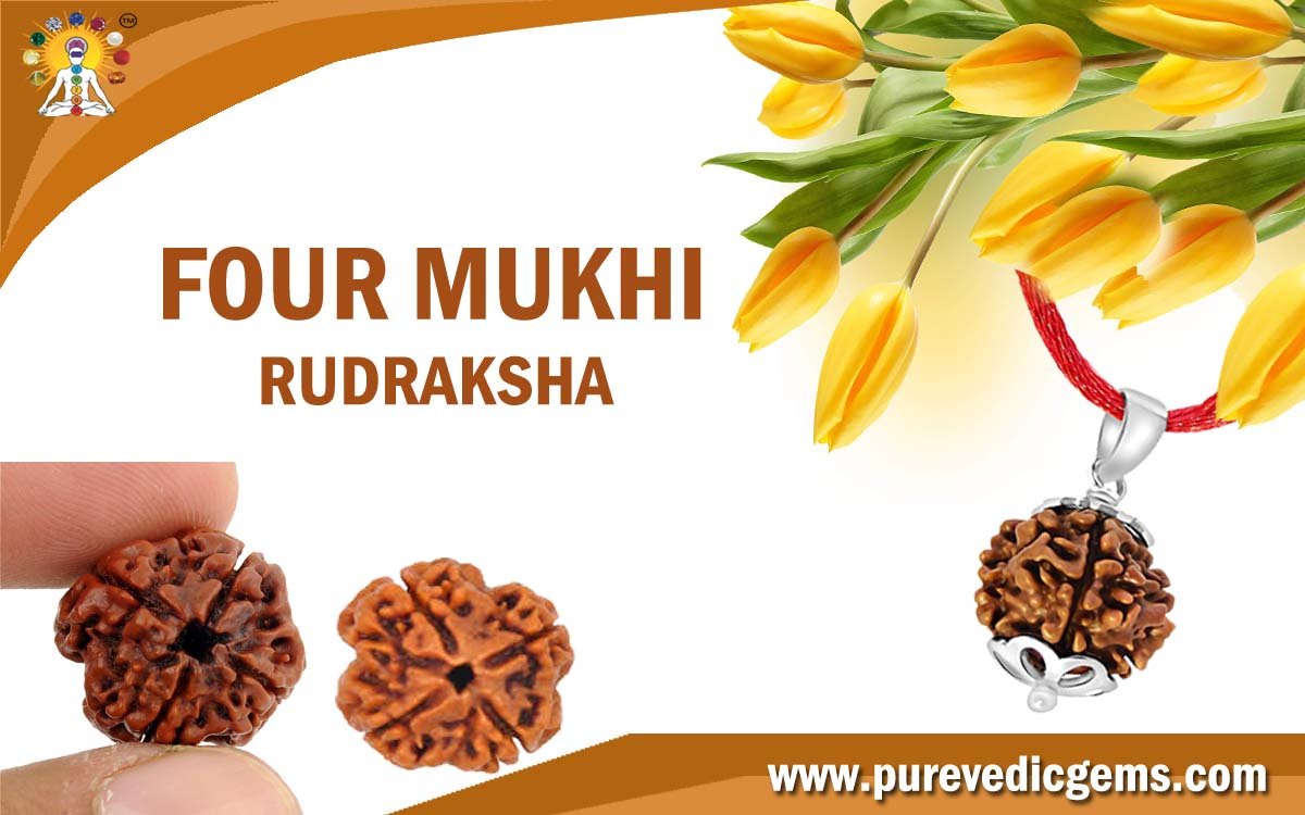 FOUR MUKHI RUDRAKSHA (RULING PLANET MERCURY)