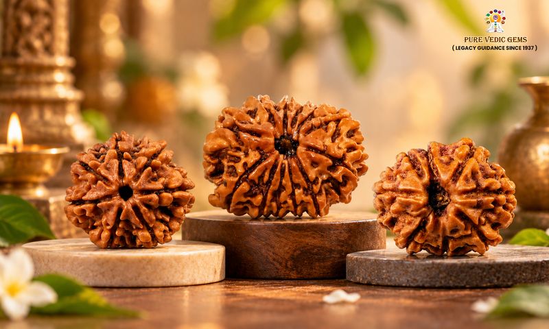 Which Rudraksha Is Considered for Business