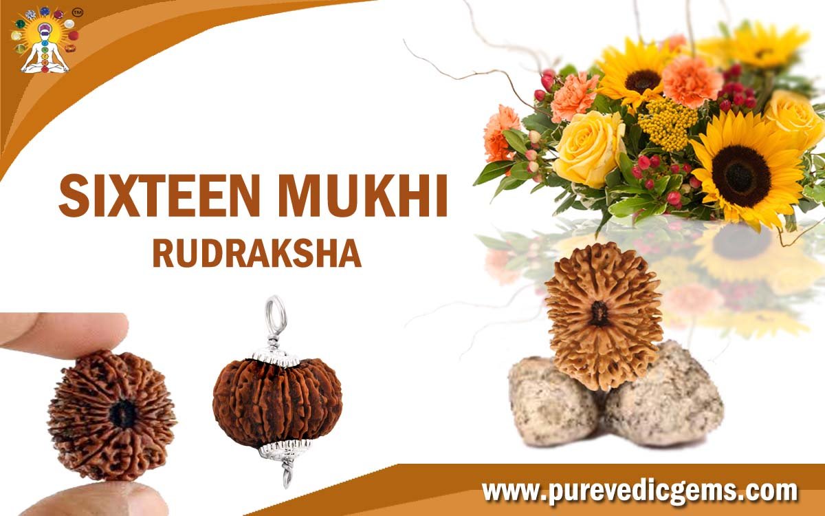 SIXTEEN MUKHI RUDRAKSHA (BLESSED BY LORD RAM)