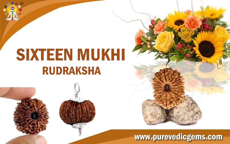 SIXTEEN MUKHI RUDRAKSHA (BLESSED BY LORD RAM)