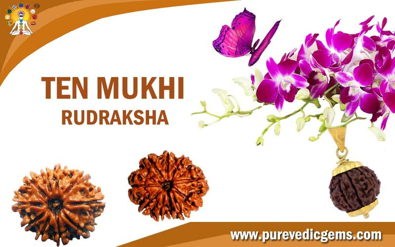 TEN MUKHI RUDRAKSHA HELD TO CONTROL ALL PLANET