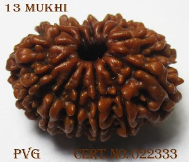 13 Mukhi Rudraksha / Thirteen Mukhi Rudraksha