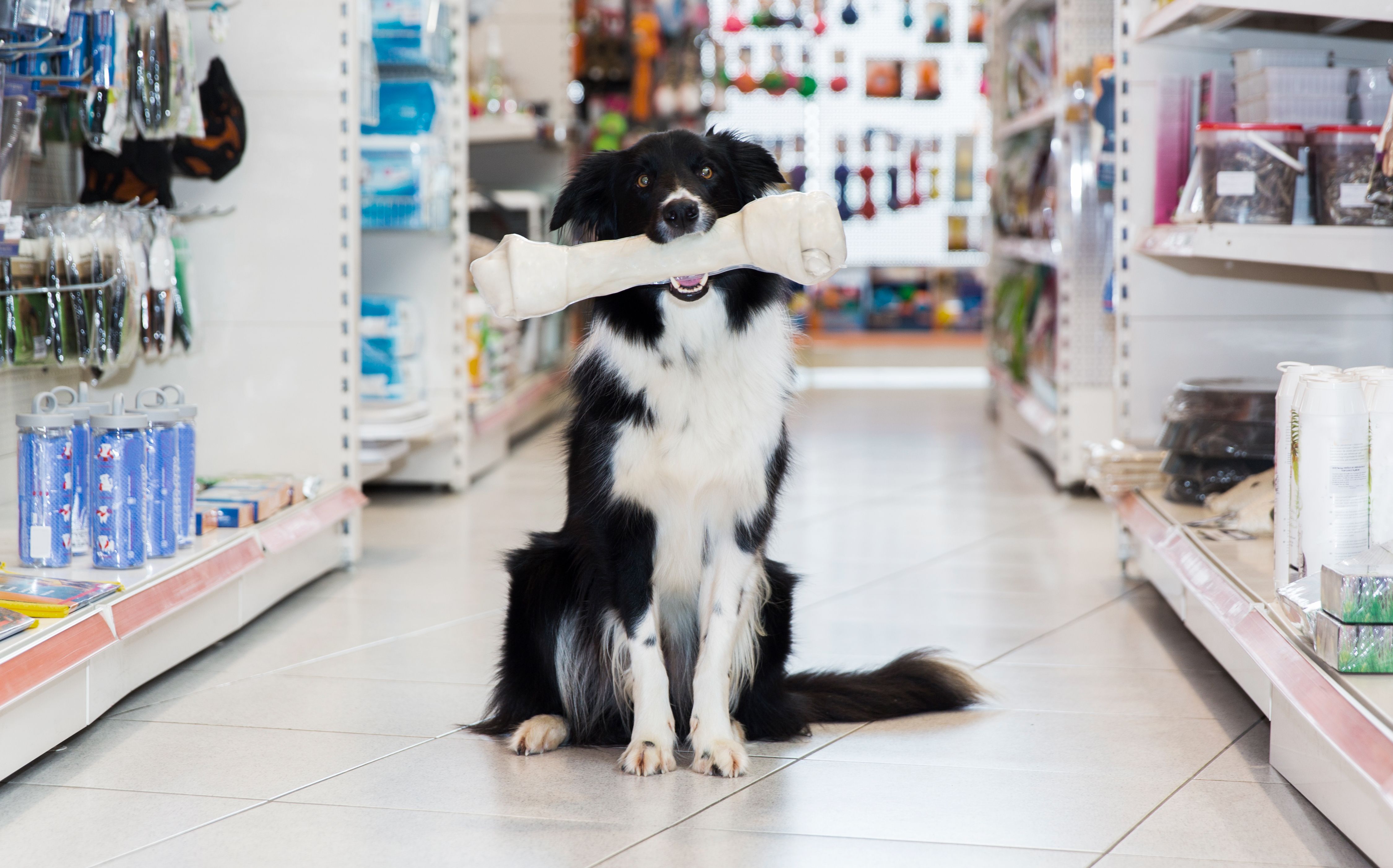 Border Collie with a bone