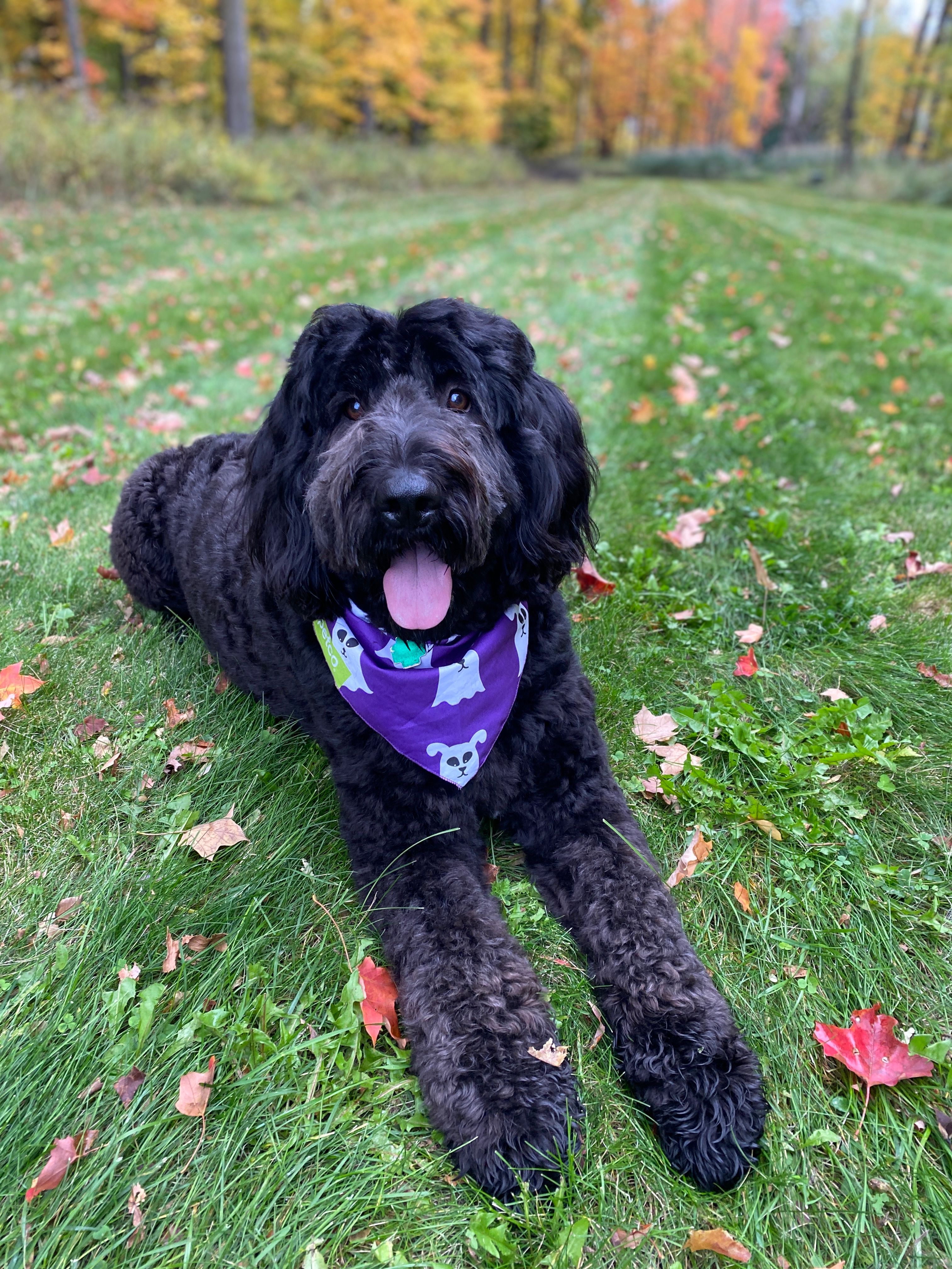 Grizzly, the Newfypoo