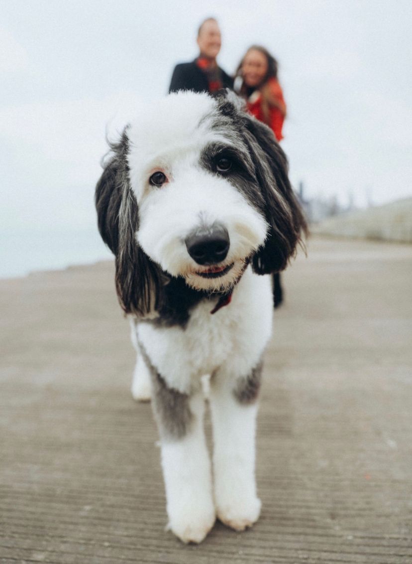 Penny, the Sheepadoodle