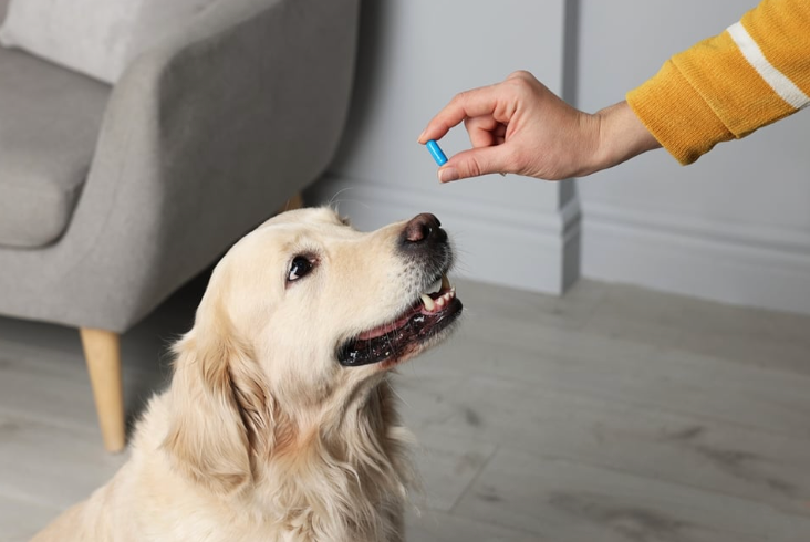 5 Reasons an Online Pharmacy is a Game-Changer for Your Veterinary Practice