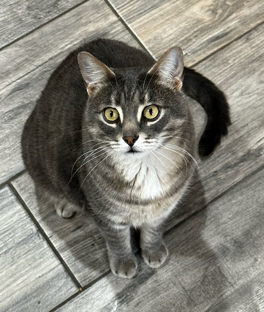Archie, the Tabby Cat