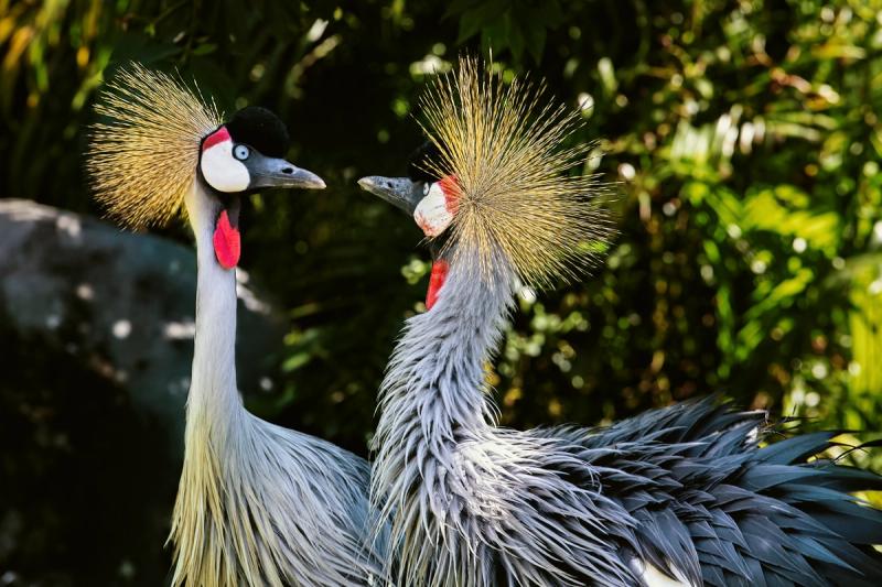 Two crested birds facing each other against green foliage