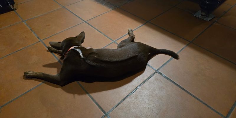 A dog resting on a tiled floor, with its back ridge visible