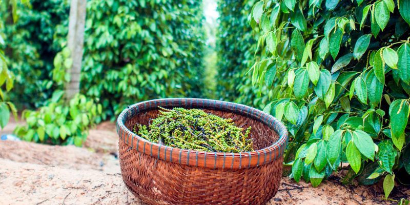 A basket of fresh pepper beside growing vines