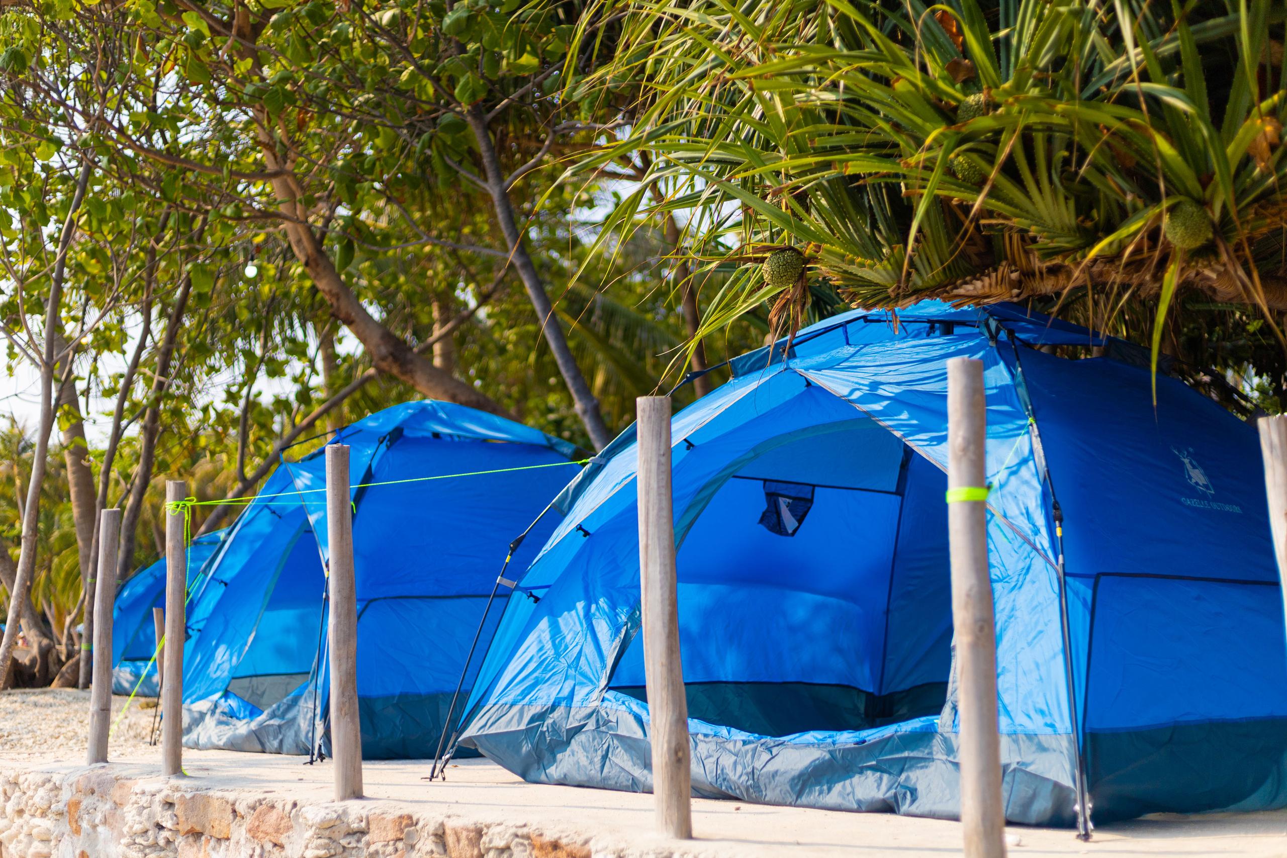 Blue camping tents beneath coastal trees