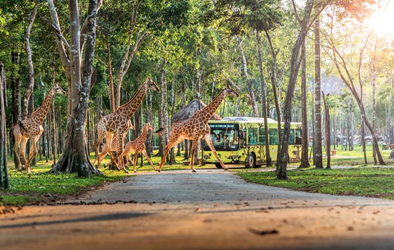 Giraffes crossing near a visitor vehicle in a tree-lined Vinpearl Safari setting