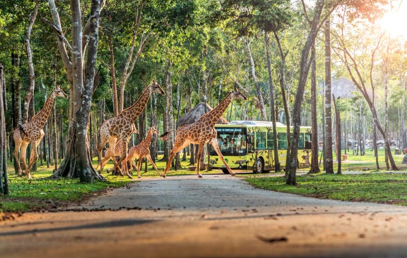 Giraffes crossing near a visitor vehicle in a tree-lined Vinpearl Safari setting