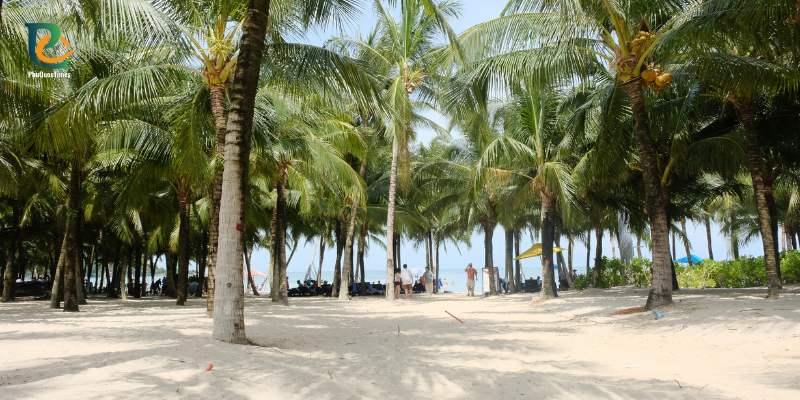 A palm-lined approach to Khem Beach photographed from resort grounds