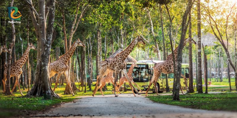 Giraffes among trees at Vinpearl Safari