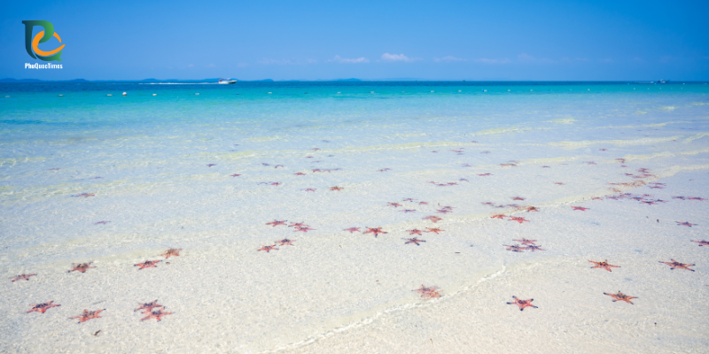 Starfish visible in the shallow water at Rach Vem
