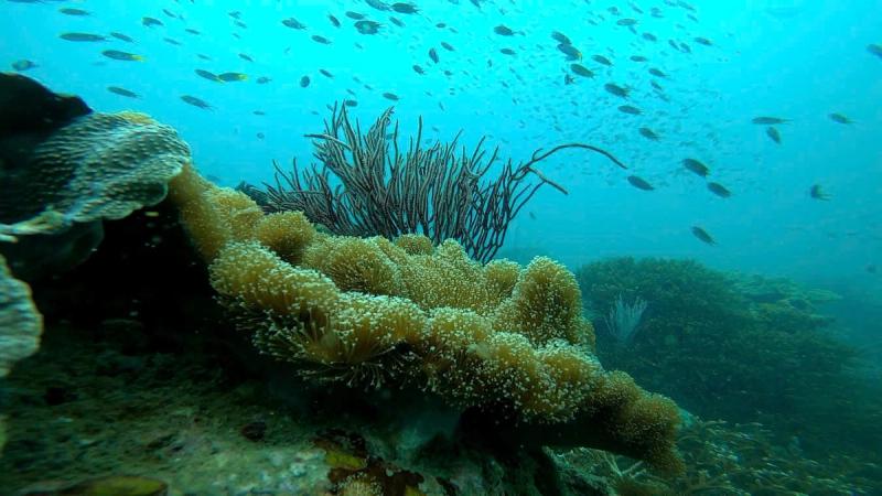 Fish above an underwater habitat with branching forms