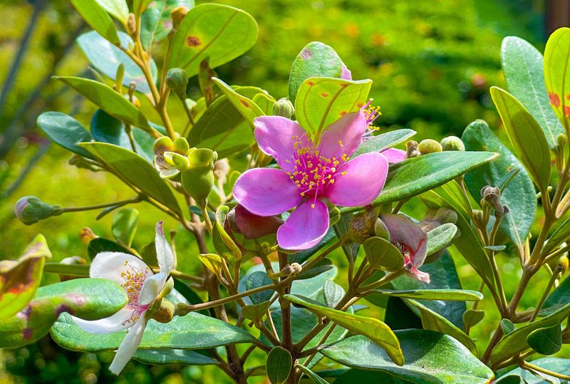 Pink sim flowers among green leaves