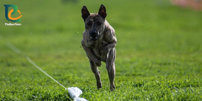 A black Phu Quoc ridgeback running on grass