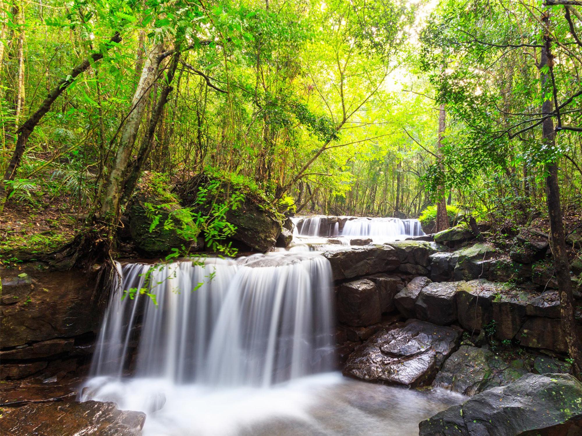 Tranh Stream flowing through green woodland