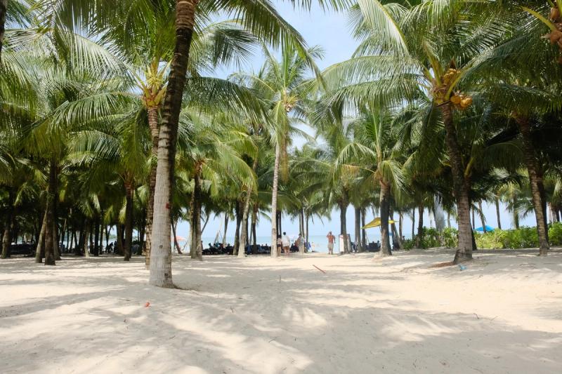 A sandy palm grove beside Khem Beach