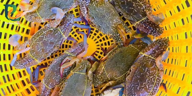 Live crabs in a basket at Ham Ninh market