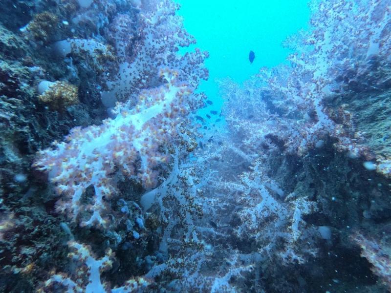 Branching reef structures in blue underwater light