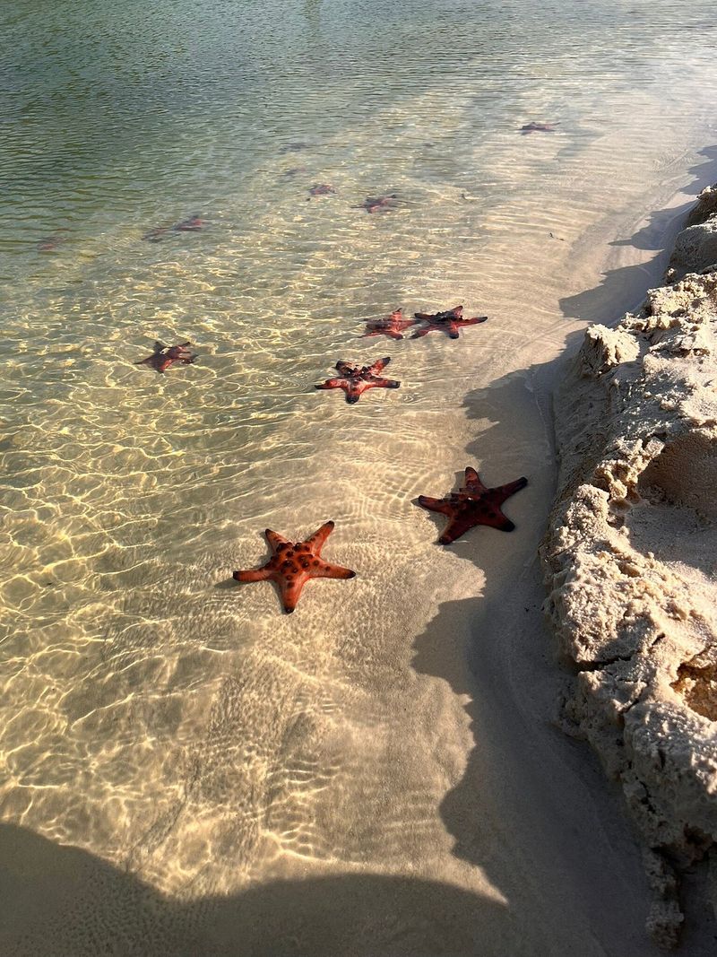 Starfish beneath shallow coastal water