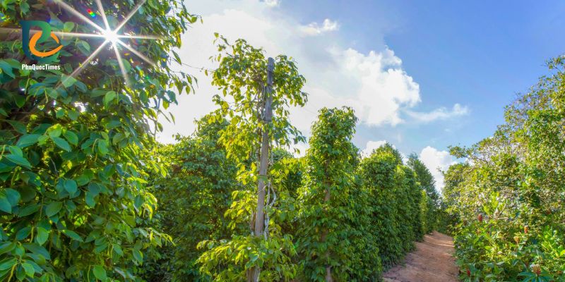 Tall pepper vines growing on supports