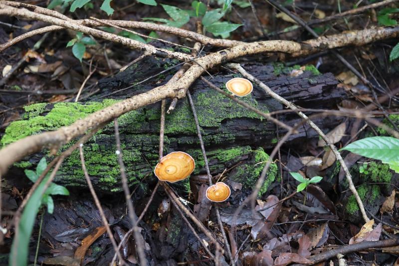 Orange fungi and moss on a fallen forest log