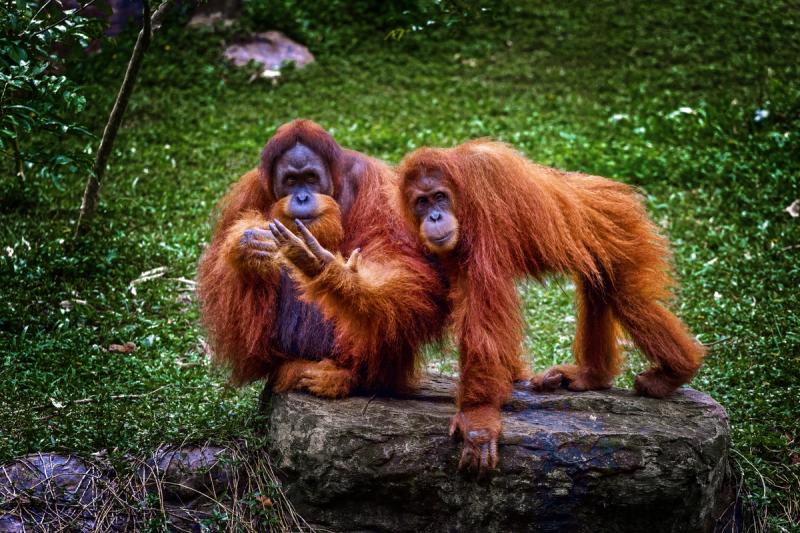Two orangutans resting together